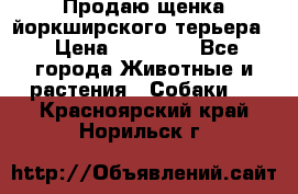 Продаю щенка йоркширского терьера  › Цена ­ 20 000 - Все города Животные и растения » Собаки   . Красноярский край,Норильск г.